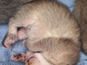 BKH reinrassig Kitten FAWN CHOCOLATE Black shaded tabby golden