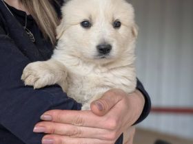 Süßes Hundekind Alani