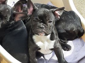 Süße französische Bulldoggen abzugeben