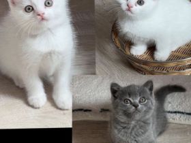 Bkh Kitten