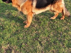 Reinrassiger Deutscher Schäferhund Deckrüde