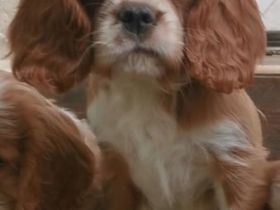 Cavalier-Welpen mit Stammbaum
