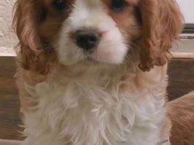 Cavalier-Welpen mit Stammbaum