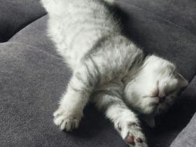 Kitten aus BKH und Siam