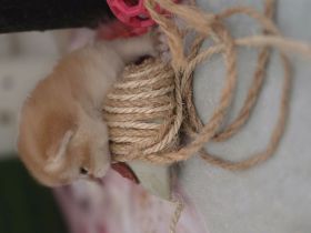BKH kitten sucht ein liebevolles zu Hause