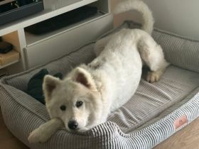 Über Halvar, die freundliche Samojedin