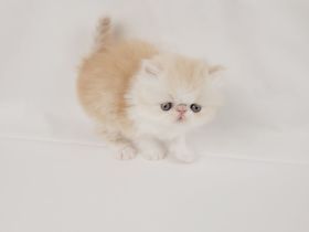 Kitten