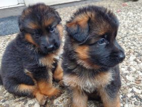 Altdeutsche Schäferhund Welpen