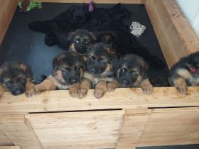 Altdeutsche Schäferhund Welpen