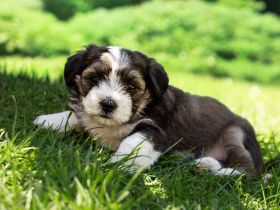 Havaneser - Maltipoo - Mix -Welpen