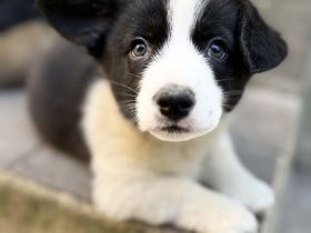 Corgi cardigan Welpen