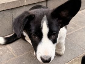 Corgi cardigan Welpen