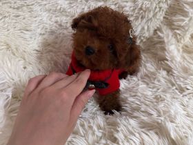 Teacup Pudel Toypudel