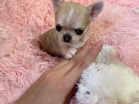 Mini Chihuahua Rüde