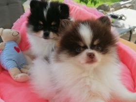 Zwergspitz / Pomeranian Welpen Rüden Schecken