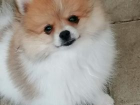 Zwergspitz / Pomeranian Welpen Rüden Schecken