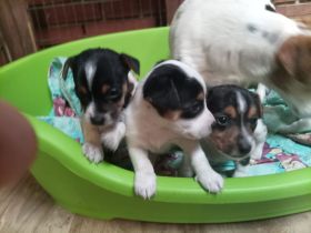 Jack Russel Terrier Welpen