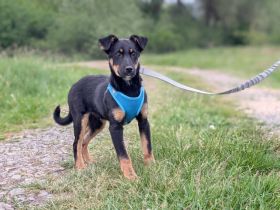 Hübscher Hoche sucht Zuhause