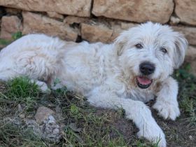 Hund Dorin mit Herz sucht Mensch mit Herz