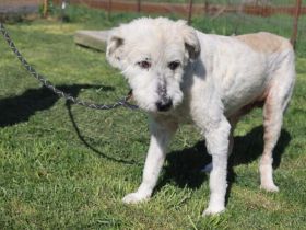Hund Dorin mit Herz sucht Mensch mit Herz