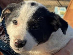Zauberhafte, kleine Jolie sucht Zuhause