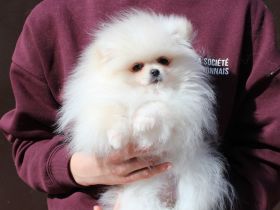 Pomeranian Zwergspitz Hündin