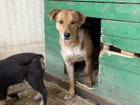 Junge Schäferhund-Mix-Hündin Suvi