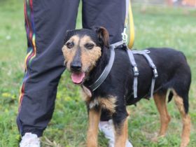 Tama sucht Terrier-Liebhaber