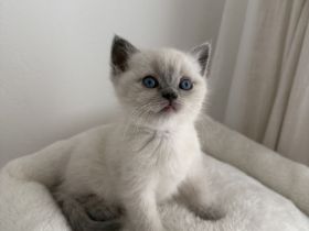 Wunderschöne BKH Kitten blue/lilac point