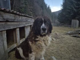 Brunhilde sucht ein ländliches Zuhause