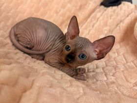 Kitten