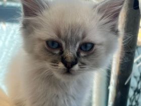 Wunderschöne Reinrassige Ragdoll Kitten suchen ihr Für-immer-Zuhause