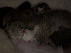 🐾 Wunderschöne Kitten suchen ein liebevolles Zuhause 🐾