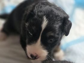 Border collie Welpe rüde zu vermitteln