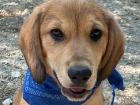 Geronimo, Ginger, Greta und Gustav, 02/26 - Labi-Mixe suchen ihre Menschen