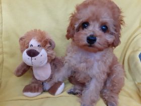 Toypudel Welpen mit Stammbaum