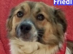 Friedl und Fritz, 06/24 - 2 Kokoni-Brüder suchen ihre Menschen