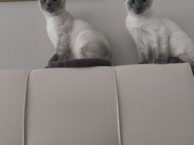 Reinrassige Siam Blue Point Kater suchen ein liebevolles Zuhause