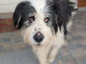 Stattlich schöner Wuschelhund Peter sucht Zuhause