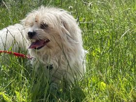Bichon-Frisé-Mischlings-Hündin und Berga Masker Rüde