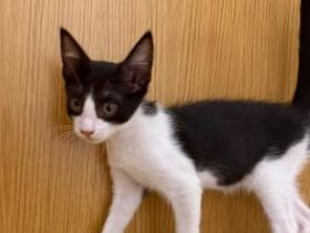 Tom
