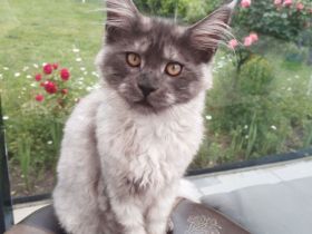 4 Monaten Reinrassige Maine Coon ab sofort mit Stammbaum