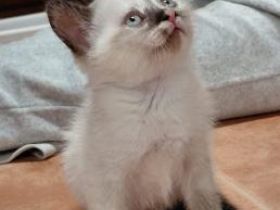Athena, Merida, Aphrodite, Artemis und Apollo