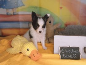 Papillon Rüde Welpe tricolor *23.04.2026 VDH / FCI Zucht sucht noch ab Juli ein Zuhause