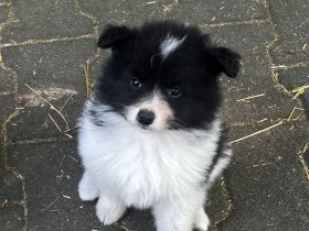 Deutsche Großspitz Welpen abzugeben