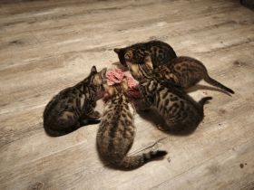 Bengal Mix