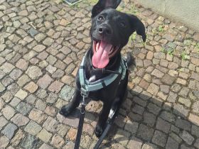Labrador Schäferhund Welpe