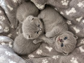 British shorthair blue