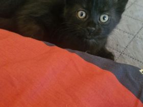 Süsse verspielte Katzenbabys