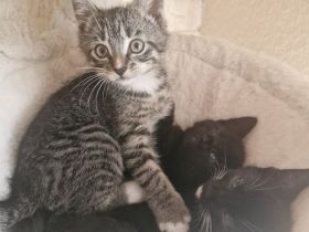 Süsse verspielte Katzenbabys
